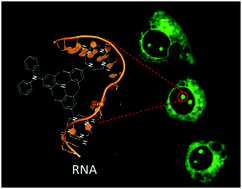 Graphical abstract: A water-soluble two-photon ratiometric triarylboron probe with nucleolar targeting by preferential RNA binding