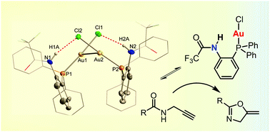 Graphical abstract: An ambiphilic phosphine/H-bond donor ligand and its application to the gold mediated cyclization of propargylamides