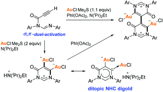 Graphical abstract: Catalytic domino amination and oxidative coupling of gold acetylides and isolation of key vinylene digold intermediates as a new class of ditopic N-heterocyclic carbene complexes