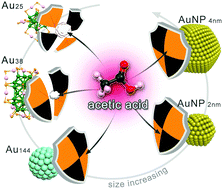 Graphical abstract: The reactivity of phenylethanethiolated gold nanoparticles with acetic acid