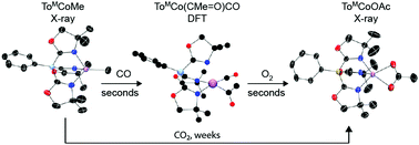 Graphical abstract: Rapid and ordered carbonylation and oxygenation of a cobalt(ii) methyl