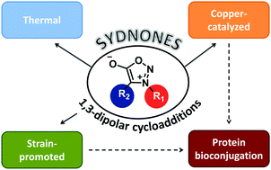 Graphical abstract: Sydnone–alkyne cycloaddition: applications in synthesis and bioconjugation