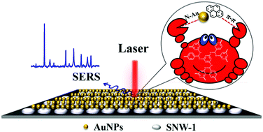 Graphical abstract: AuNPs/COFs as a new type of SERS substrate for sensitive recognition of polyaromatic hydrocarbons