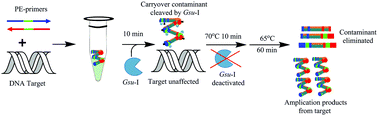 Graphical abstract: A novel method to control carryover contamination in isothermal nucleic acid amplification