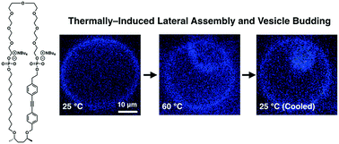 Graphical abstract: Thermally-induced lateral assembly of a PEG-containing amphiphile triggering vesicle budding