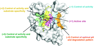 Graphical abstract: Structural basis for controlling the enzymatic properties of polymannuronate preferred alginate lyase FlAlyA from the PL-7 family