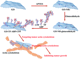 Graphical abstract: The design of peptide-grafted graphene oxide targeting the actin cytoskeleton for efficient cancer therapy
