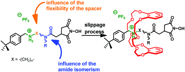 Graphical abstract: The relationship between the conformational degree of freedom of template-containing threads and slippage in the formation of [2]rotaxane building blocks