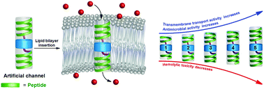 Graphical abstract: A unimolecular channel formed by dual helical peptide modified pillar[5]arene: correlating transmembrane transport properties with antimicrobial activity and haemolytic toxicity