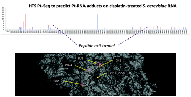 Graphical abstract: Mapping platinum adducts on yeast ribosomal RNA using high-throughput sequencing