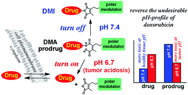 Graphical abstract: Reversing the undesirable pH-profile of doxorubicin via activation of a di-substituted maleamic acid prodrug at tumor acidity