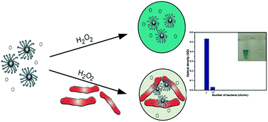 Graphical abstract: Dopamine coated Fe3O4 nanoparticles as enzyme mimics for the sensitive detection of bacteria