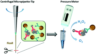 Graphical abstract: Centrifugal micropipette-tip with pressure signal readout for portable quantitative detection of myoglobin