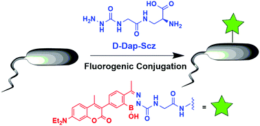 Graphical abstract: Fluorogenic diazaborine formation of semicarbazide with designed coumarin derivatives