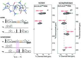 Graphical abstract: Proton-detected solid-state NMR detects the inter-nucleotide correlations and architecture of dimeric RNA in microcrystals