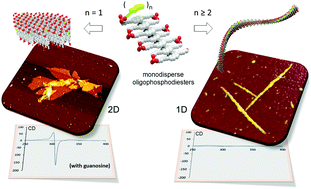 Graphical abstract: Morphological diversity of supramolecular polymers of DNA-containing oligopyrenes – formation of chiroptically active nanosheets