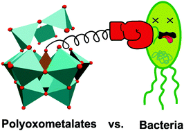 Graphical abstract: The antibacterial activity of polyoxometalates: structures, antibiotic effects and future perspectives