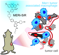 Graphical abstract: Near infrared imaging of Mer tyrosine kinase (MERTK) using MERi-SiR reveals tumor associated macrophage uptake in metastatic disease