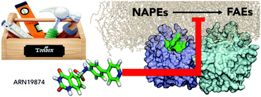 Graphical abstract: Synthesis and characterization of the first inhibitor of N-acylphosphatidylethanolamine phospholipase D (NAPE-PLD)