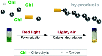 Graphical abstract: Chlorophyll a crude extract: efficient photo-degradable photocatalyst for PET-RAFT polymerization