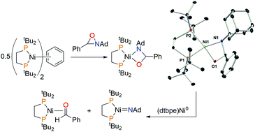 Graphical abstract: Oxaziridine cleavage with a low-valent nickel complex: competing C–O and C–N fragmentation from oxazanickela(ii)cyclobutanes