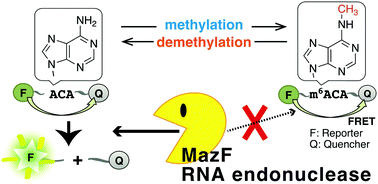 Graphical abstract: Detection of N6-methyladenosine based on the methyl-sensitivity of MazF RNA endonuclease