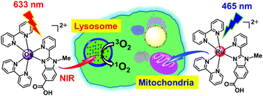 Graphical abstract: A NIR phosphorescent osmium(ii) complex as a lysosome tracking reagent and photodynamic therapeutic agent