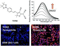 Graphical abstract: Long-wavelength fluorescent boronate probes for the detection and intracellular imaging of peroxynitrite