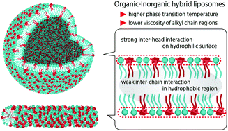 Graphical abstract: The impact of metal complex lipids on viscosity and curvature of hybrid liposomes