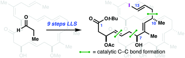 Graphical abstract: Rapid, enantioselective synthesis of the C1–C13 fragment of biselyngbyolide B
