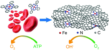 Graphical abstract: From biological enzyme to single atomic Fe–N–C electrocatalyst for efficient oxygen reduction