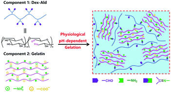 Graphical abstract: Physiological pH-dependent gelation for 3D printing based on the phase separation of gelatin and oxidized dextran