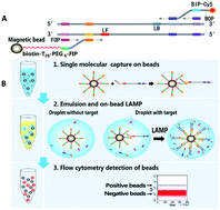 Graphical abstract: BEAMing LAMP: single-molecule capture and on-bead isothermal amplification for digital detection of hepatitis C virus in plasma