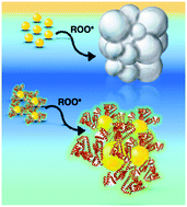 Graphical abstract: Protein capped nanosilver free radical oxidation: role of biomolecule capping on nanoparticle colloidal stability and protein oxidation