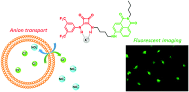 Graphical abstract: Fluorescent squaramides as anion receptors and transmembrane anion transporters