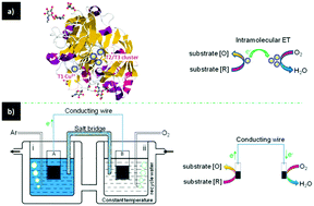 Graphical abstract: A dual-cell device designed as an oxidase mimic and its use for the study of oxidase-like nanozymes