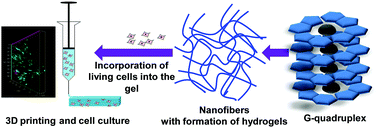 Graphical abstract: Arylboronate esters mediated self-healable and biocompatible dynamic G-quadruplex hydrogels as promising 3D-bioinks