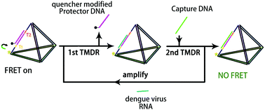 Graphical abstract: Rapid detection of a dengue virus RNA sequence with single molecule sensitivity using tandem toehold-mediated displacement reactions