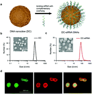 Graphical abstract: DNA nanoclew templated spherical nucleic acids for siRNA delivery