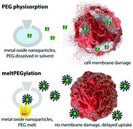Graphical abstract: Facile meltPEGylation of flame-made luminescent Tb3+-doped yttrium oxide particles: hemocompatibility, cellular uptake and comparison to silica