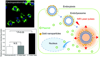 Graphical abstract: Rock the nucleus: significantly enhanced nuclear membrane permeability and gene transfection by plasmonic nanobubble induced nanomechanical transduction