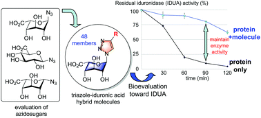 Graphical abstract: A combinatorial approach towards the synthesis of non-hydrolysable triazole–iduronic acid hybrid inhibitors of human α-l-iduronidase: discovery of enzyme stabilizers for the potential treatment of MPSI