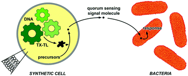 Graphical abstract: Synthetic cells produce a quorum sensing chemical signal perceived by Pseudomonas aeruginosa
