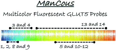 Graphical abstract: Multicolor GLUT5-permeable fluorescent probes for fructose transport analysis