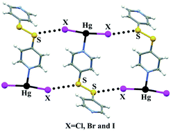 Graphical abstract: Unraveling the dual character of sulfur atoms in a series of Hg(ii) coordination polymers containing bis(4-pyridyl)disulfide