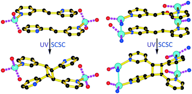 Graphical abstract: Single-crystal-to-single-crystal conversions of two metal-mediated photoreactive coordination polymers based on stereoselective [2 + 2] photocycloaddition reactions