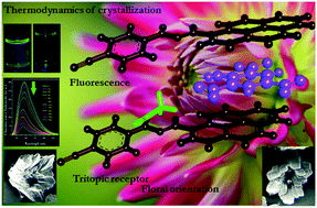 Graphical abstract: How explosive TNP interacts with a small tritopic receptor: a combined crystallographic and thermodynamic approach