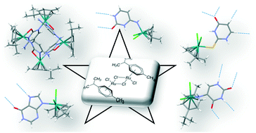 Graphical abstract: Supramolecular architectures based on p-cymene/ruthenium complexes functionalized with nucleobases