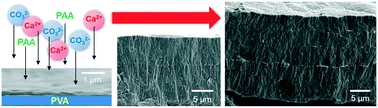 Graphical abstract: Artificial mineral films similar to biogenic calcareous shells: oriented calcite nanorods on a self-standing polymer sheet
