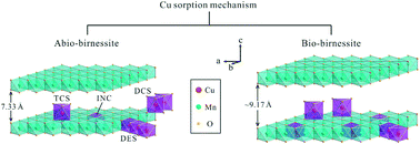 Graphical abstract: Cu(ii) sorption by biogenic birnessite produced by Pseudomonas putida strain MnB1: structural differences from abiotic birnessite and its environmental implications